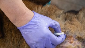 Treating Minor Dog Wounds
