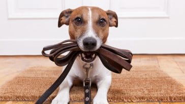 Leash Training a Reactive Dog