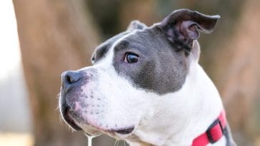 Home Remedies for Dog Drooling