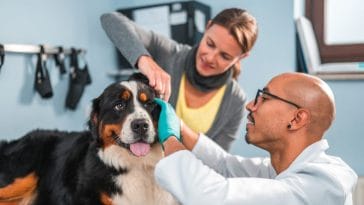 Home Remedies for Dog Ear Infection