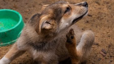 Home Remedies for Dog Itching