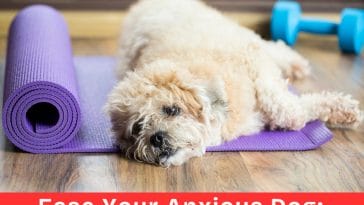 Ease Your Anxious Dog_ 10 Mindful Relaxation Tips