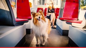 Easy Guide Bringing Pets on Public Transport