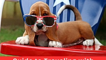 Guide to Traveling with Pets on the 4th of July
