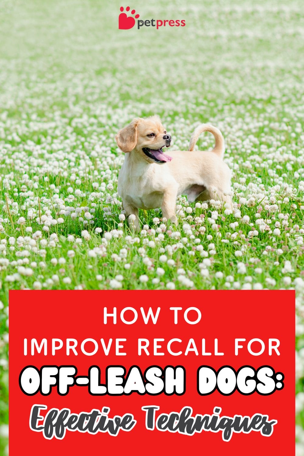 How to Improve Recall for Off-Leash Dogs