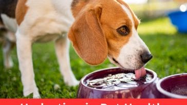 Hydration in Pet Health