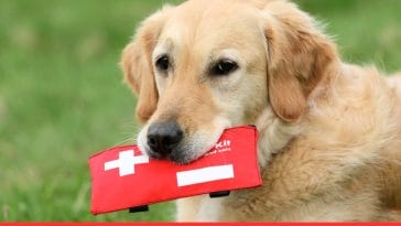 Quick Guide: Mastering Pet First Aid Basics!
