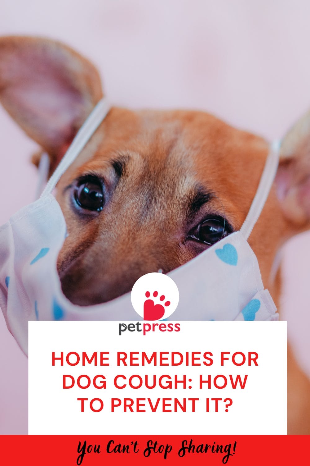 Home Remedies for Dog Cough How to Prevent it? PetPress