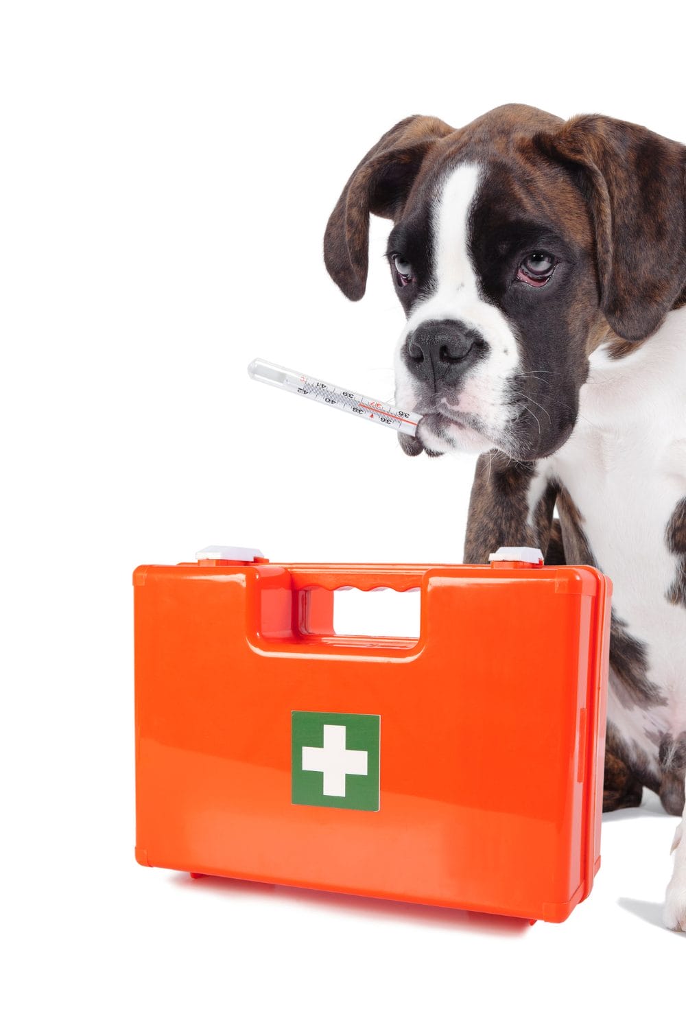 Home Remedies for Dog Cough