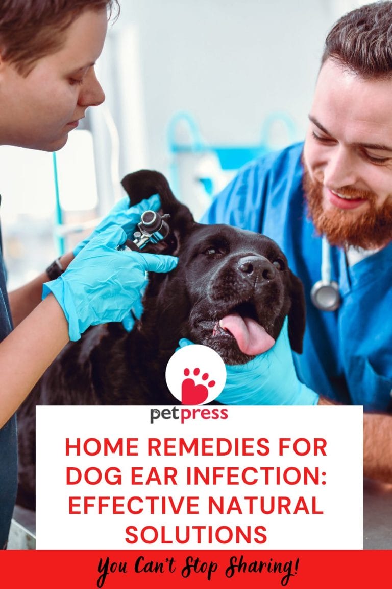 Home Remedies for Dog Ear Infection: Effective Natural Solutions - PetPress