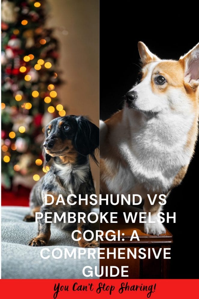 Dachshund vs Pembroke Welsh Corgi