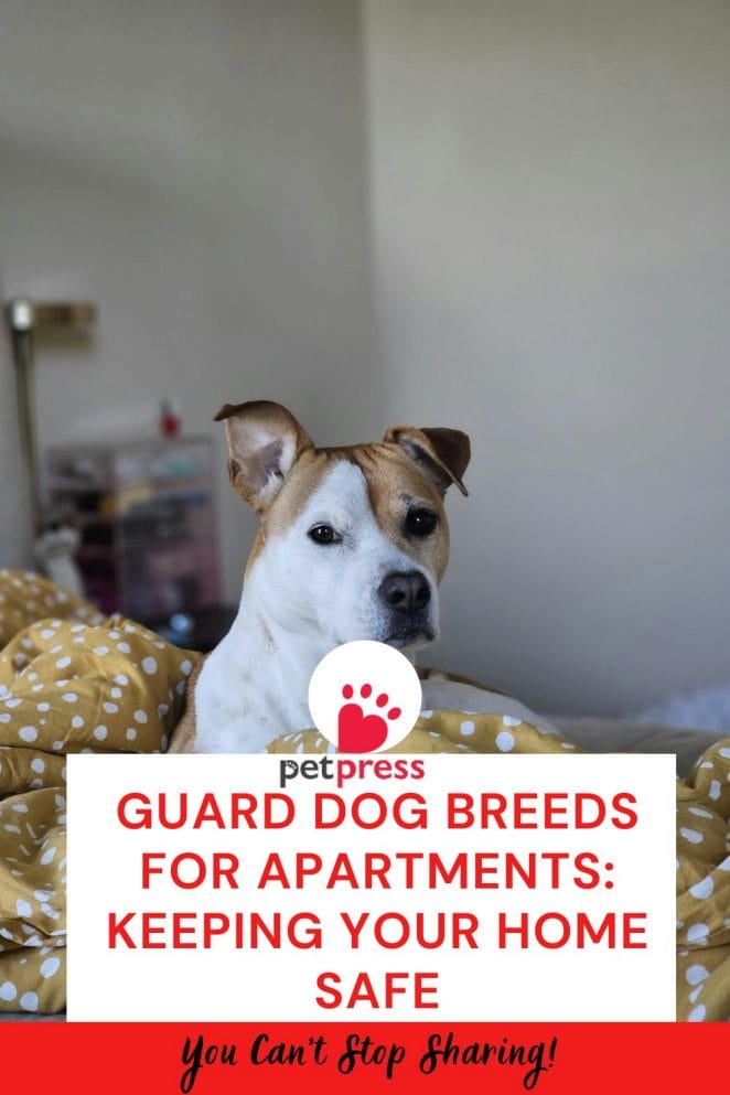 Guard Dog Breeds for Apartments