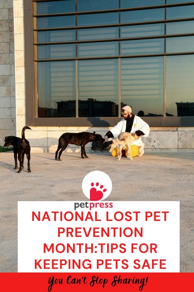 National Lost Pet Prevention Month: