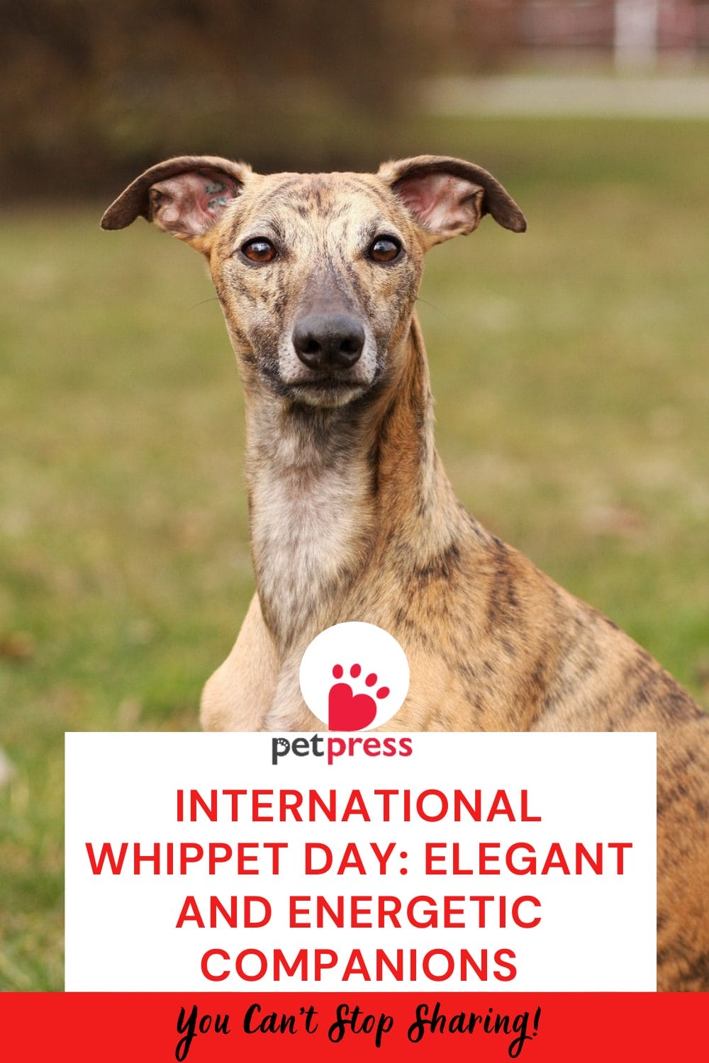 International Whippet Day