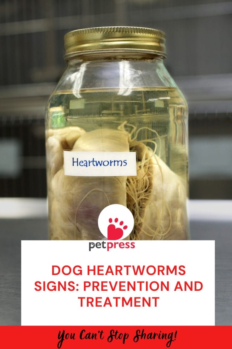 Dog Heartworms Signs: Prevention and Treatment - PetPress