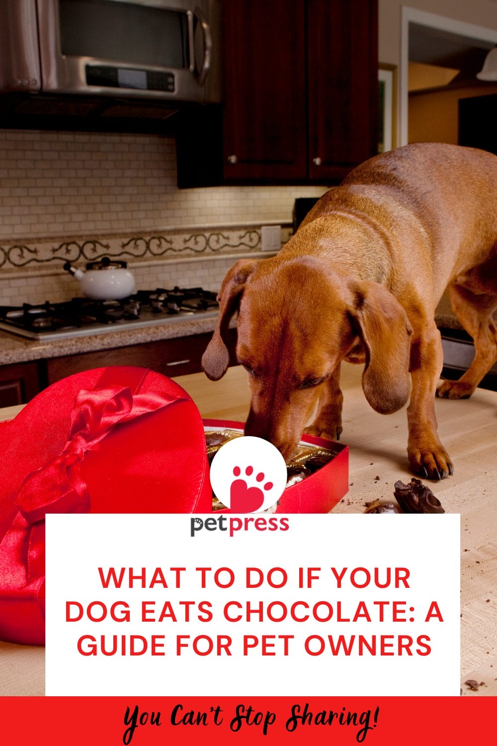 Picture of What to Do If Your Dog Eats Chocolate: A Guide for Pet Owners - PetPress