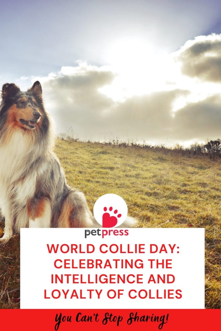 World Collie Day: Celebrating the Intelligence and Loyalty of Collies ...