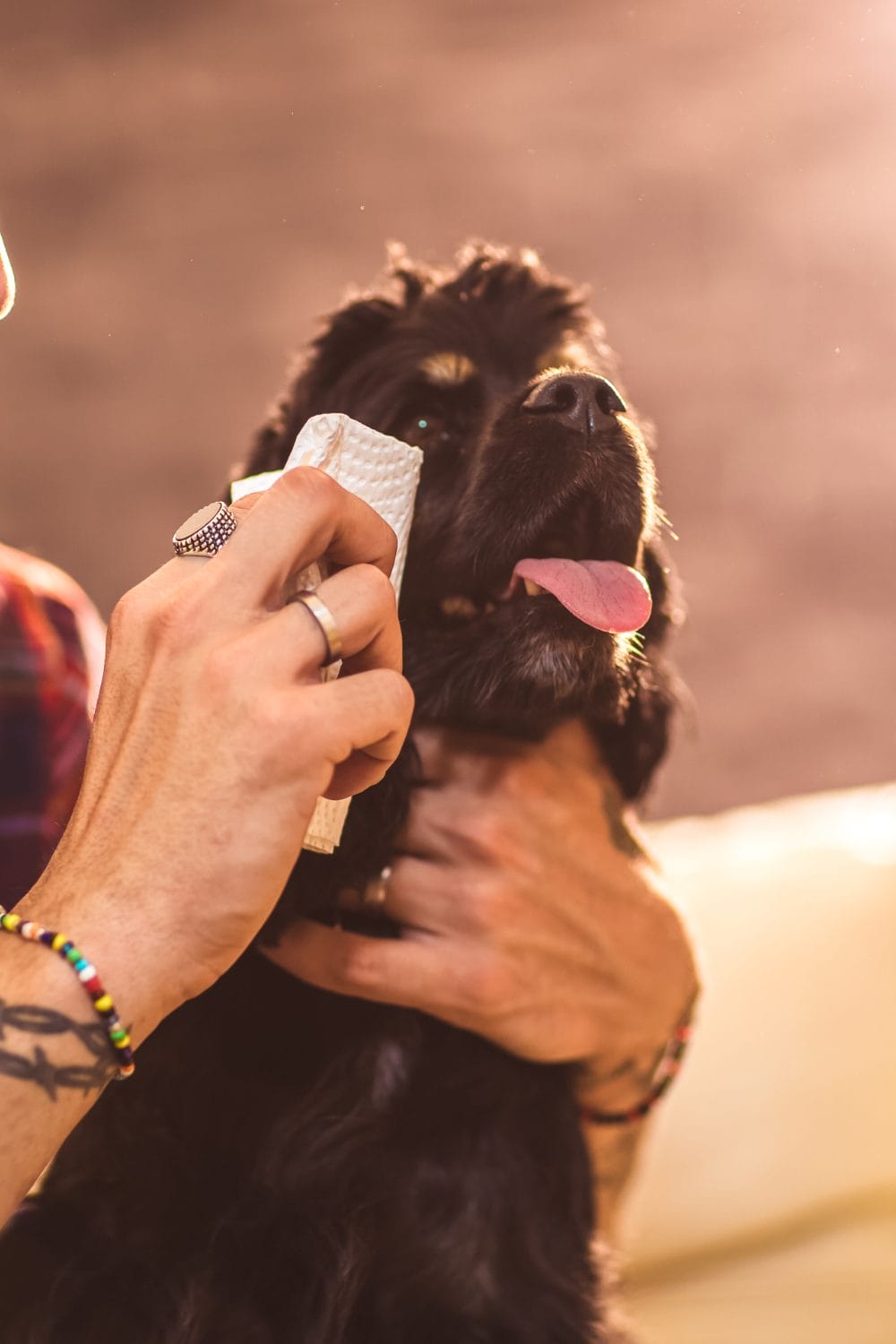 Home Remedies for Dog Wheezing Solutions for Your Pet's Health PetPress