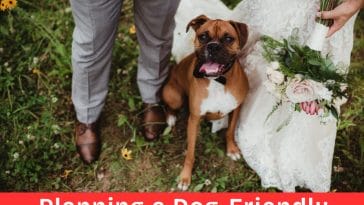 Planning a Dog-Friendly Wedding