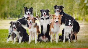 Top 10 Natural Solutions for Seasonal Allergy Relief for Dogs