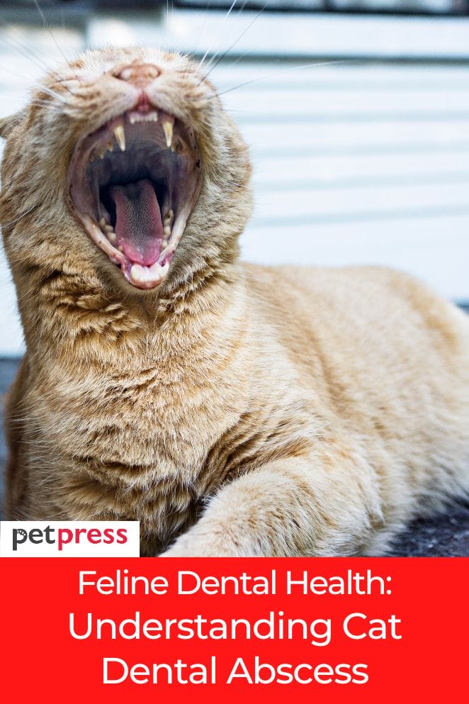 cat dental abscess
