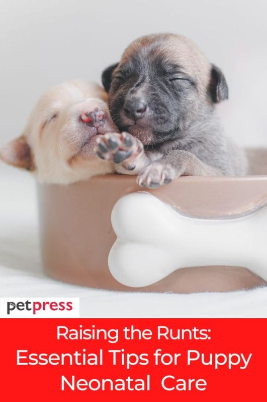 Raising the Runts: Essential Tips for Puppy Neonatal Care