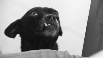 signs-of-dental-problems-in-dogs