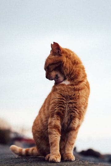 How To Stop Cat Over Grooming A Step-by-Step Guide: How to Stop Cat Over Grooming