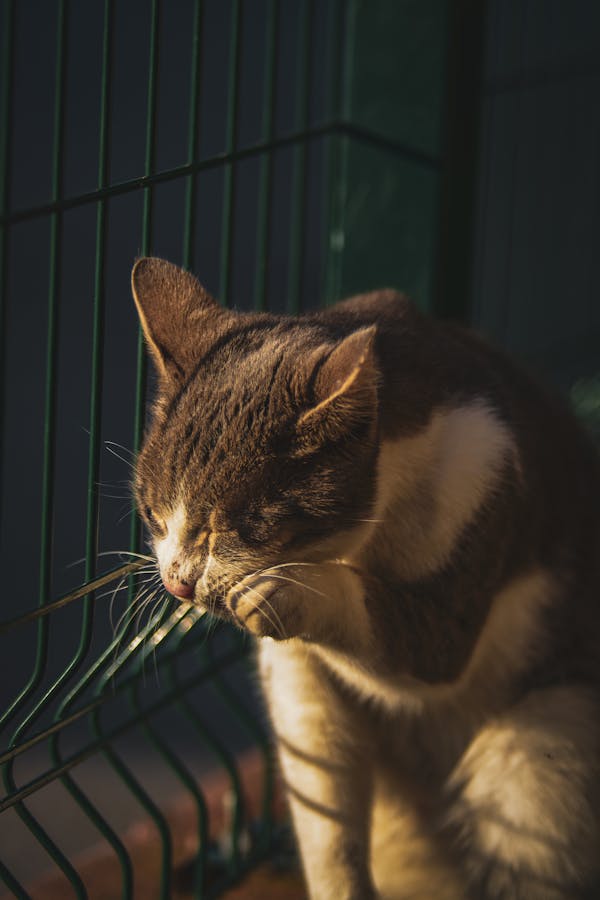 How To Stop Cat Over Grooming A Step-by-Step Guide: How to Stop Cat Over Grooming