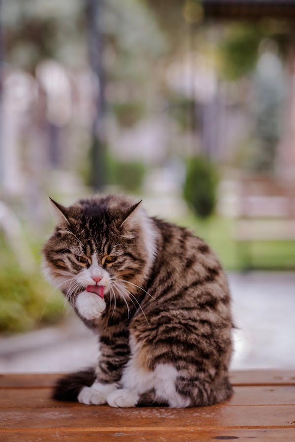 How To Stop Cat Over Grooming A Step-by-Step Guide: How to Stop Cat Over Grooming