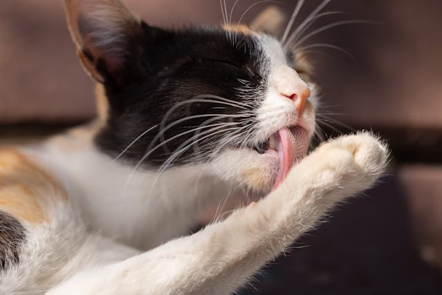 How To Stop Cat Over Grooming A Step-by-Step Guide: How to Stop Cat Over Grooming