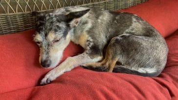 when-to-euthanize-your-dog