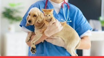 Advances in Cloning Pets