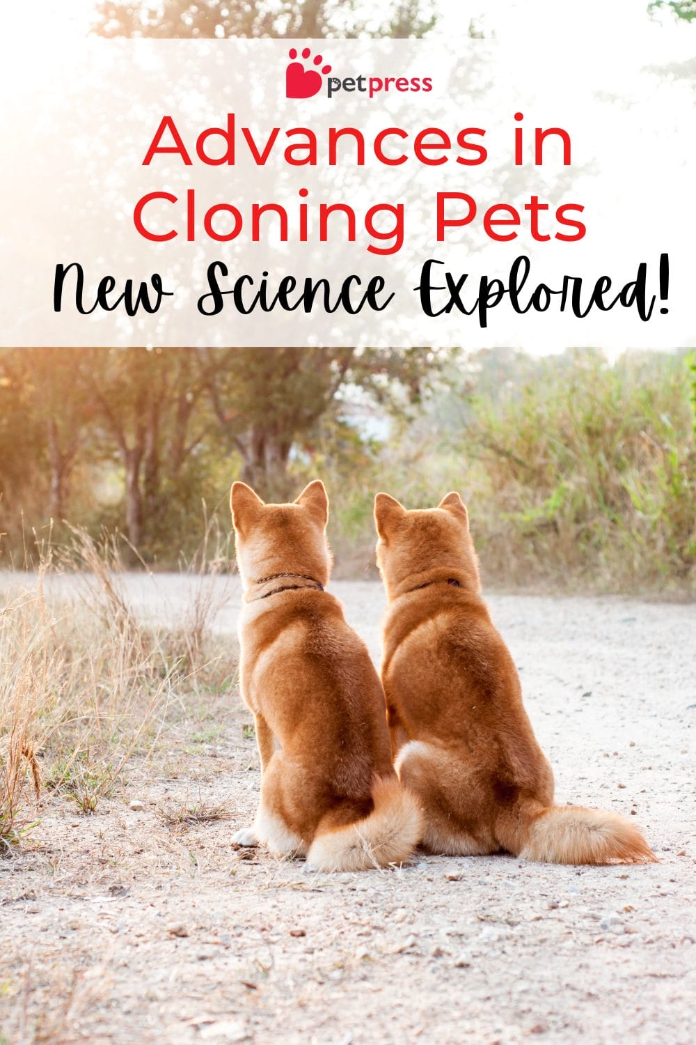 Advances in Cloning Pets
