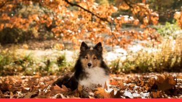 Pet Care Routines to Start This FalL