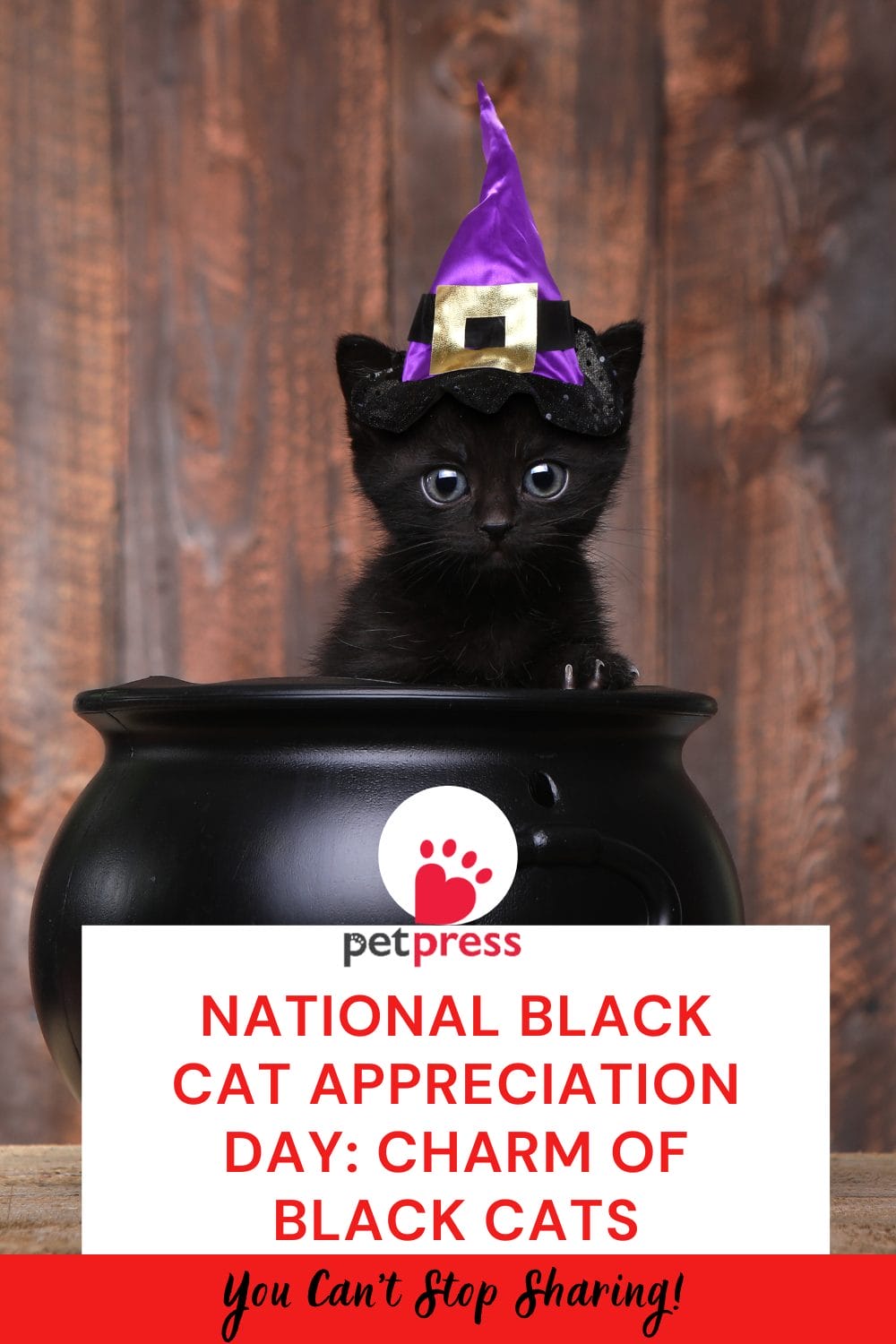 National Black Cat Appreciation Day Charm of Black Cats PetPress