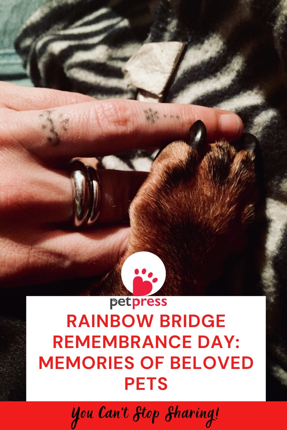 Rainbow Bridge Remembrance Day: Memories Of Beloved Pets - PetPress