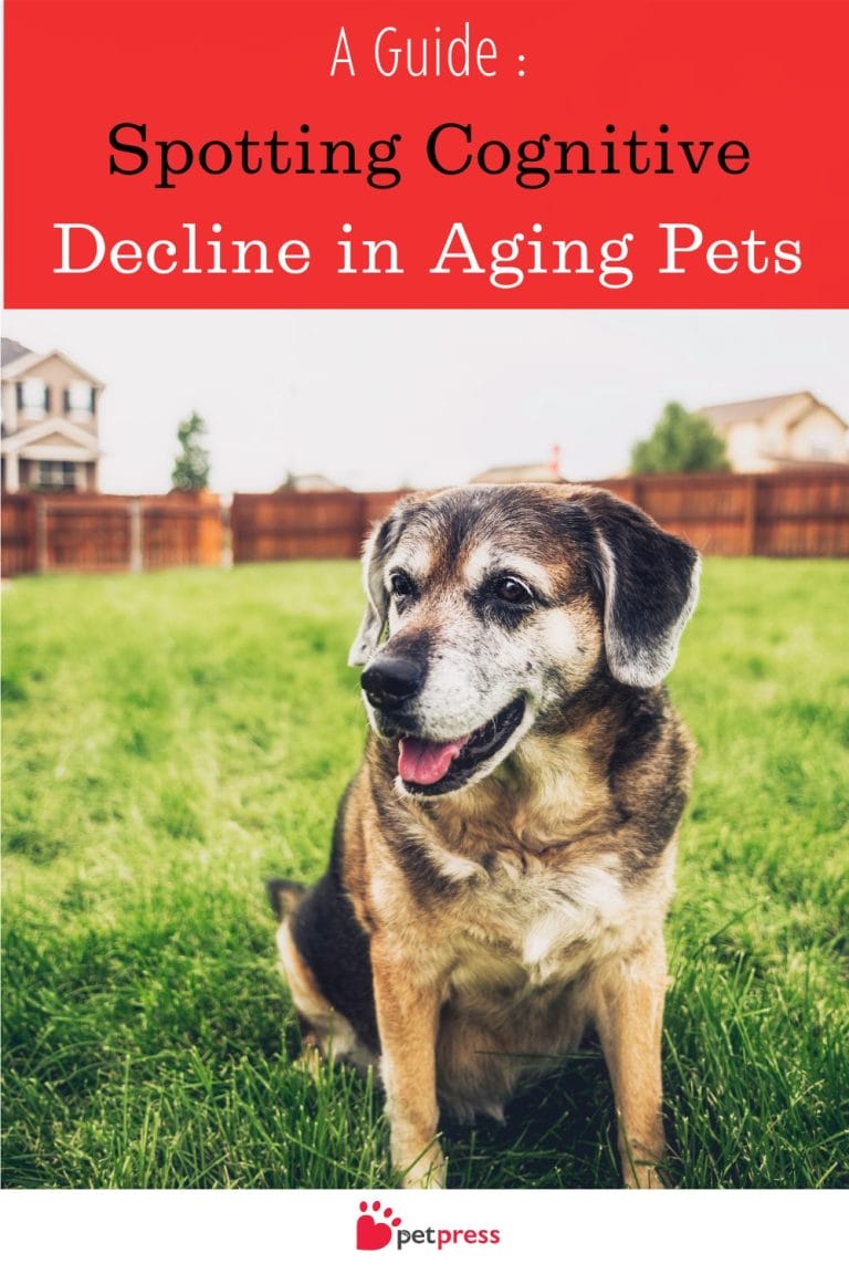 Spotting Cognitive Decline In Aging Pets A Guide Petpress