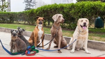 The Ultimate Guide to Dog-Friendly Labor Day Fun