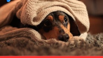 Top Design Tips for Pet-Friendly and Warm Corner at Home