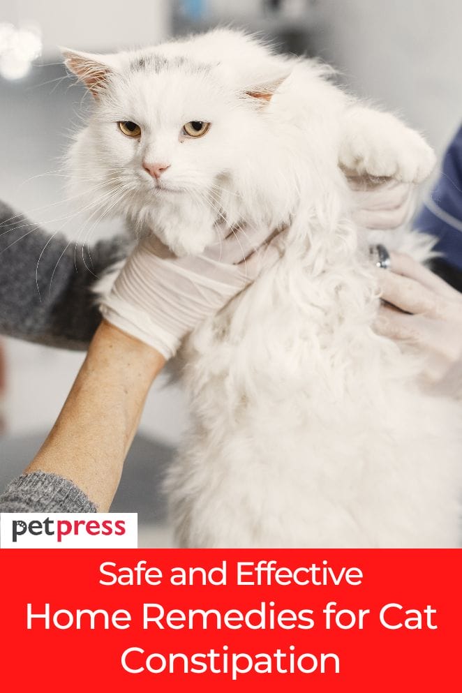Safe And Effective Home Remedies For Cat Constipation safe-and-effective-home-remedies-for-cat-constipation