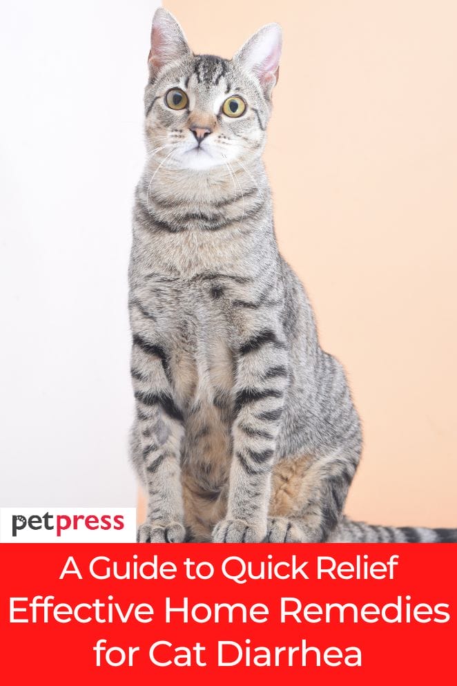 Home Remedies For Cats In Pain A Guide to Quick Relief: Effective Home Remedies for Cat Diarrhea