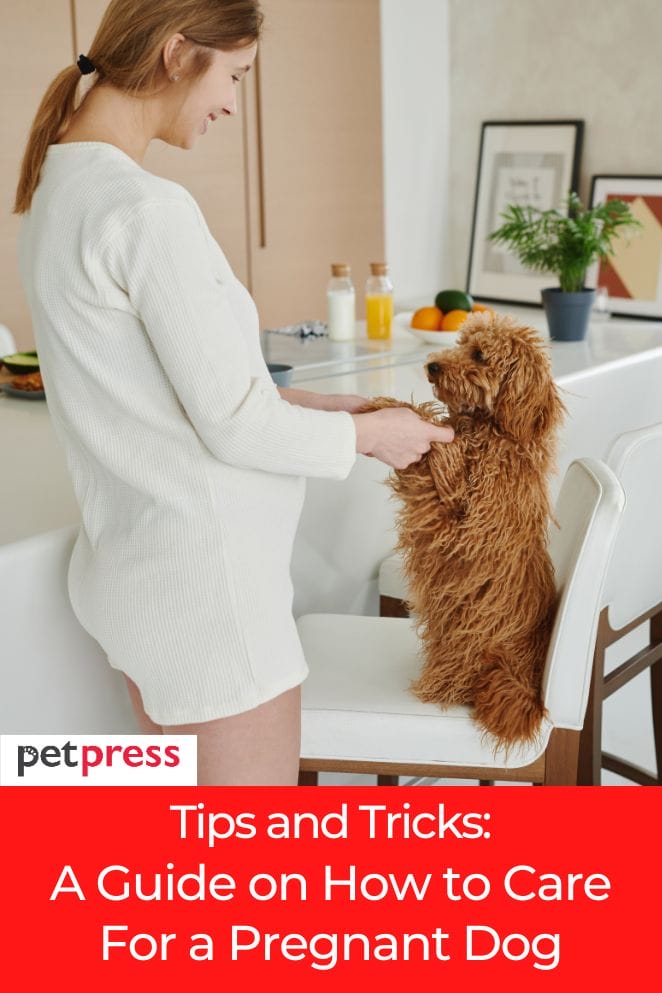 how to care for a pregnant dog