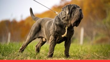 10 Most Misunderstood Dog Breeds and Why They’re Actually Awesome