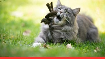 4 Domestic Pets That Behave Like Their Wild Ancestors