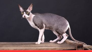 8 Least Favorite Cat Breeds and Why They Deserve a Second Chance