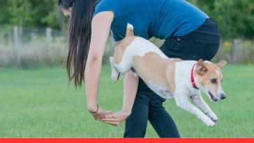 Acrobatic Pets Can Your Cat or Dog Do These Tricks