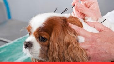 Acupuncture for Pets