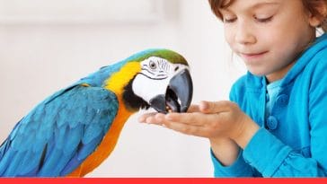 Are Talking Birds Actually Understand Us