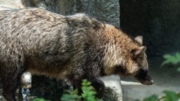 Japanese Raccoon Dog Myth
